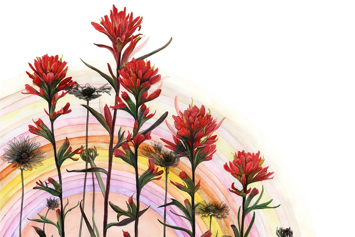 Red Indian Paint Brush painting by Lily Cain