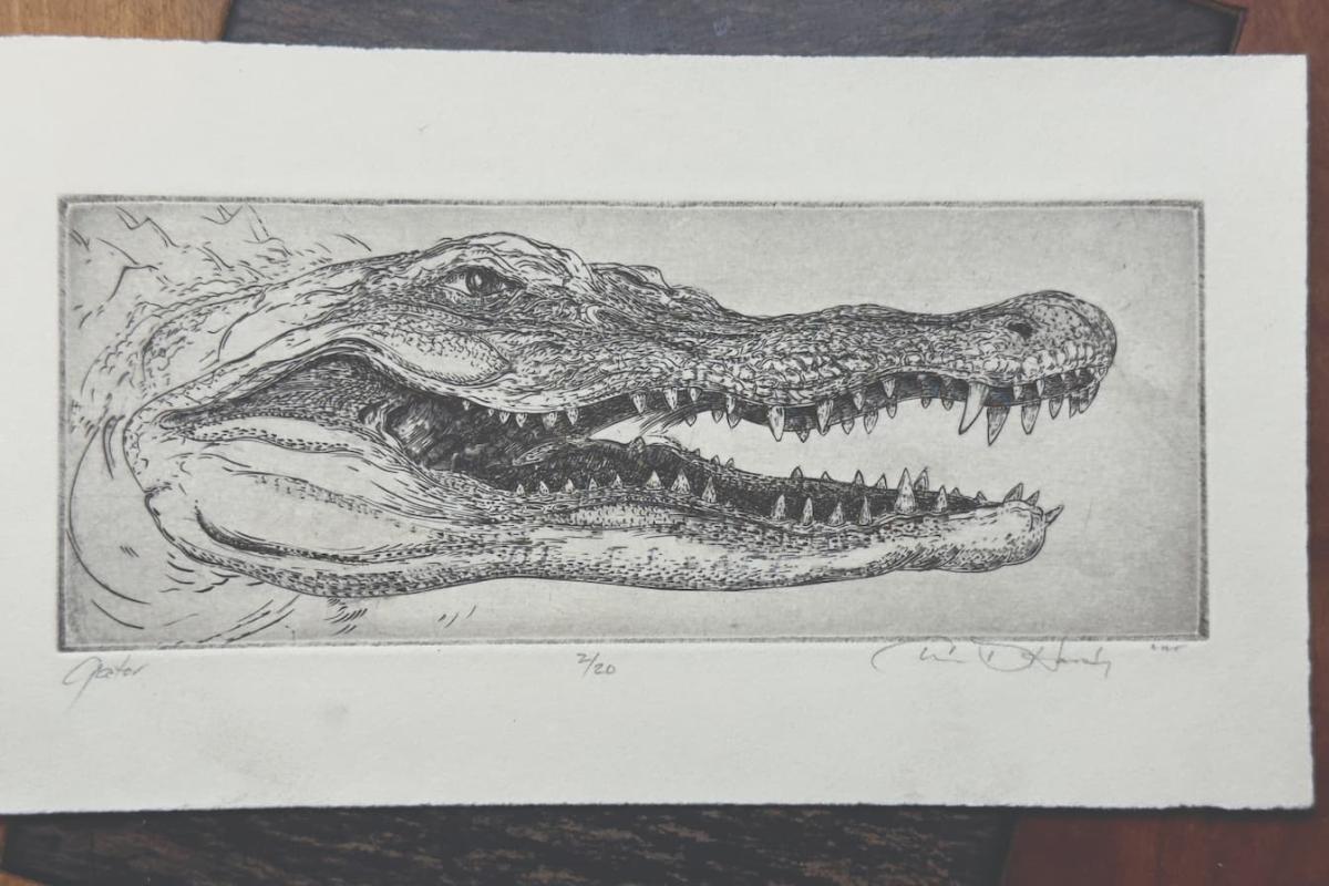 Alligator by Charley Hardy